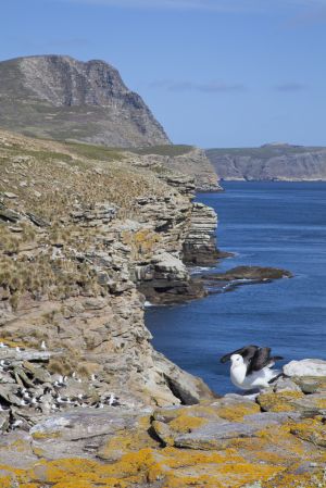 New Island, West Falklands 1184.jpg